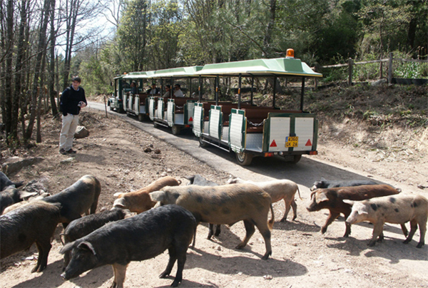train-du-maquis