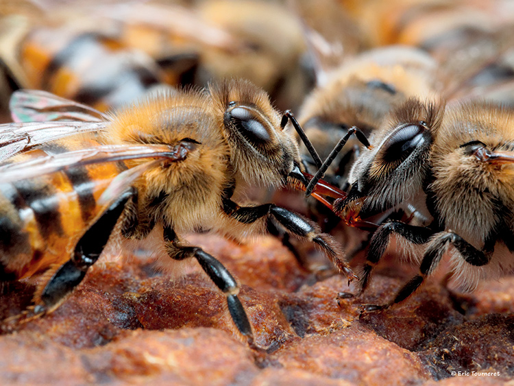 Abeilles2